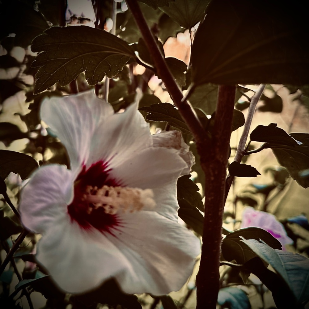 Meet your Posher, Kristyle